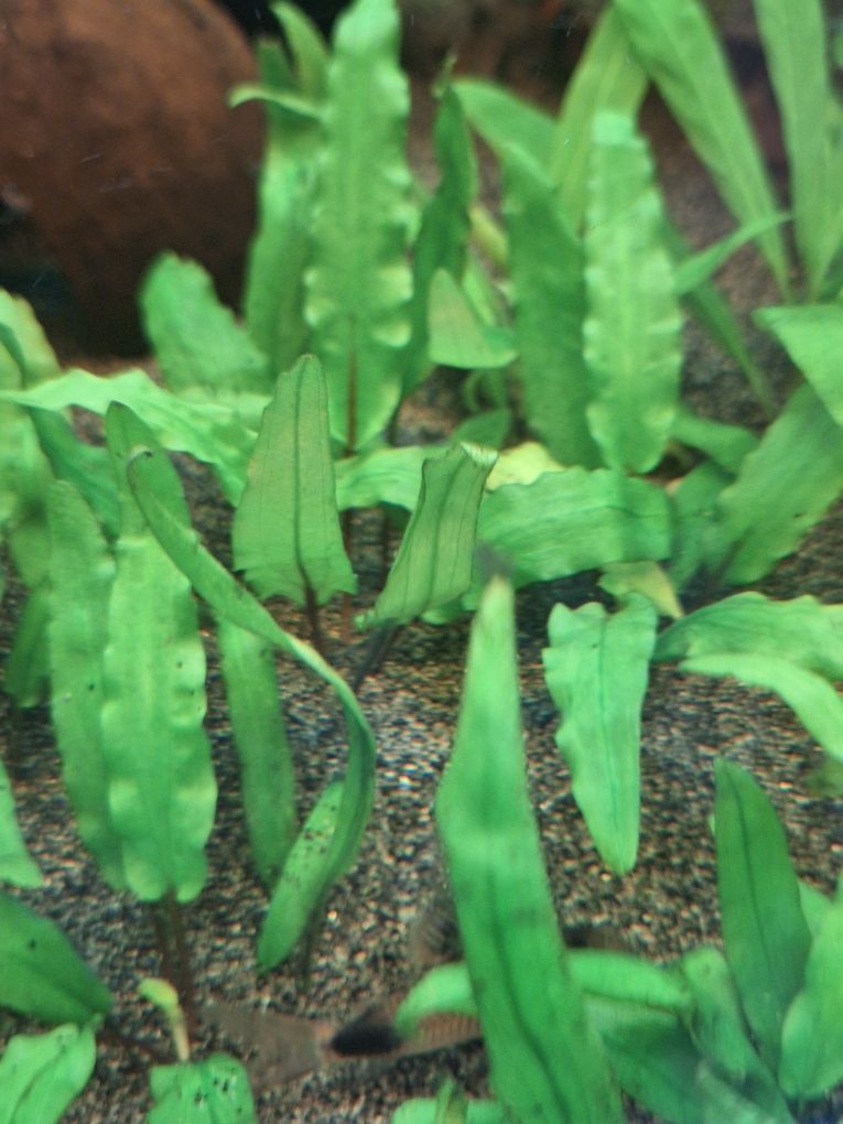 Cryptocoryna wendii green