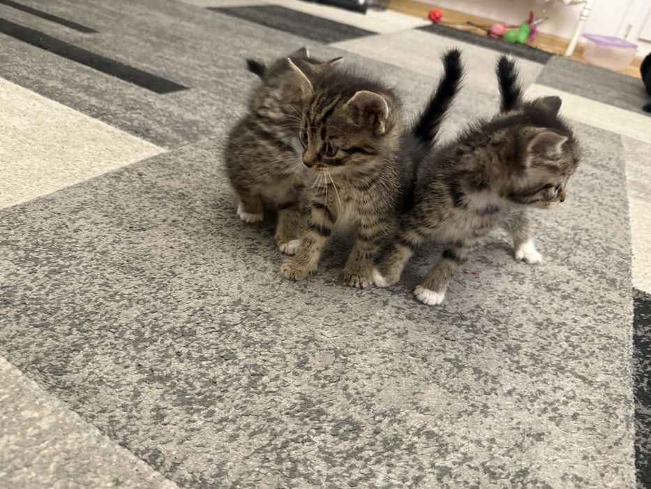 Do adopcji: słodkie kocięta szukają kochających domów