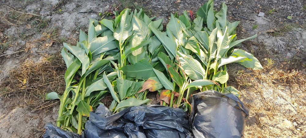 Kwiaty Kanna Canna Paciorecznik President czerwony Kwiaty bulwy bulwa