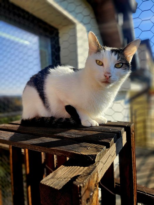 Zyzio - kot idealny, delikatny, mądry, subtelny, piękny