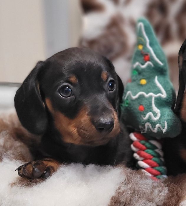 Jamnik Krótkowłosy Miniaturowy Śliczny Maluszek