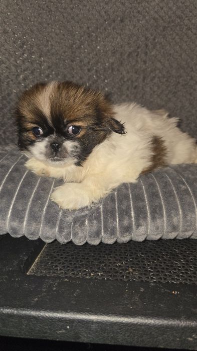 Shih tzu szuka domu