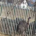 Emu struś sprzedam