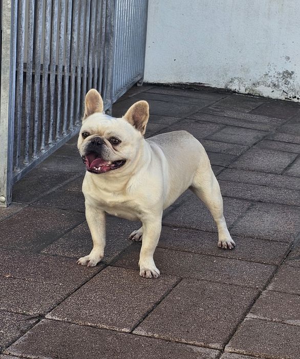 Bulldog Francês creme