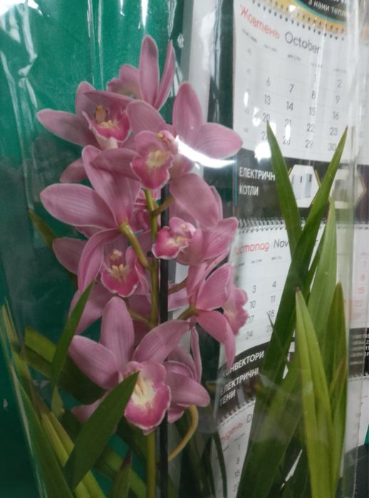 Цимбідіум,орхідеї