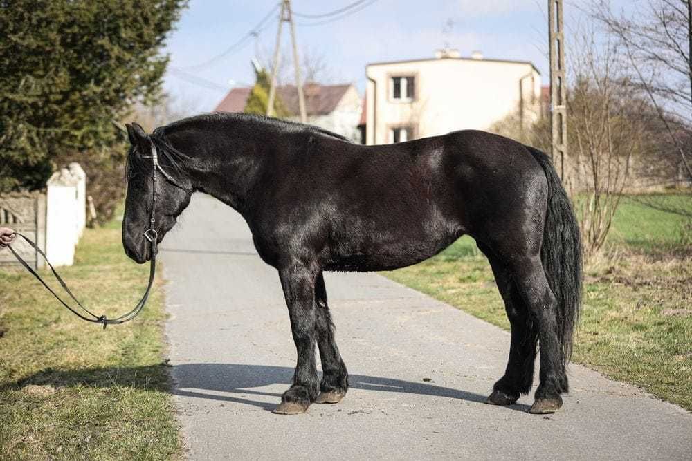 Przepiękna klacz, typ zimnokrwisty