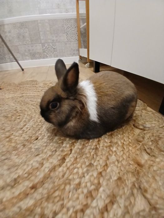 Oddam królika 8 letniego