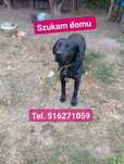 Piesek w typie labradora do adopcji.