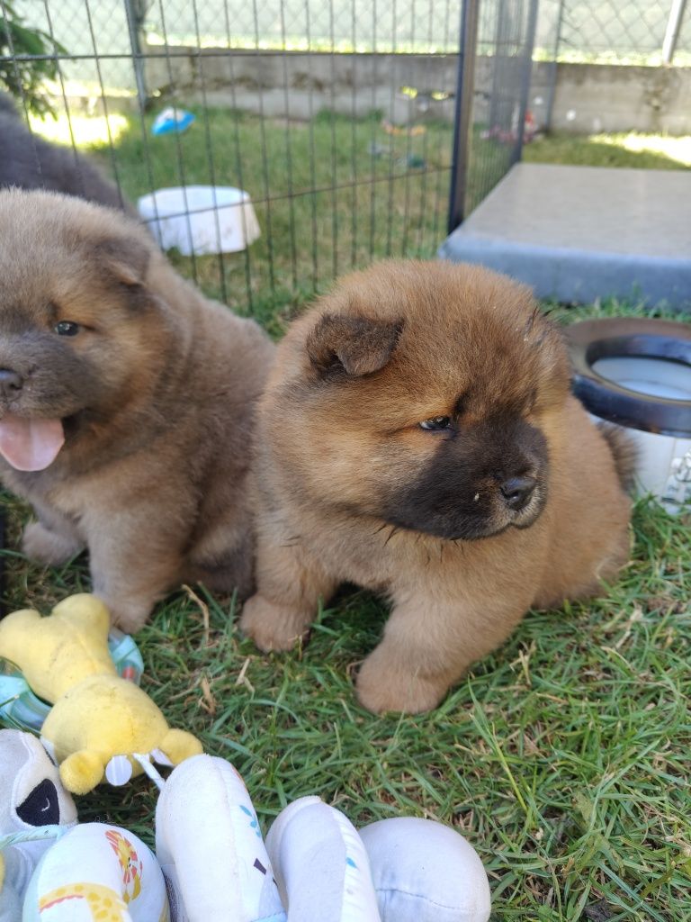 Chow Chow ZKwP FCI