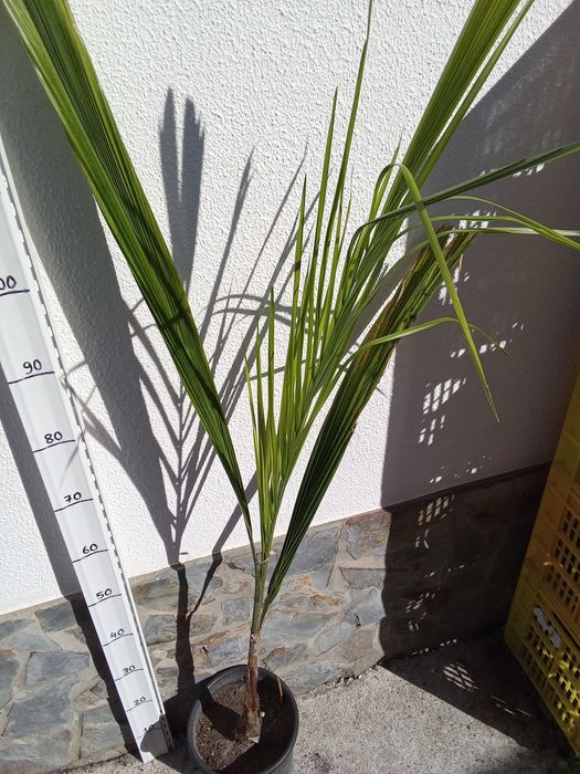 Coqueiro de jardim syagrus