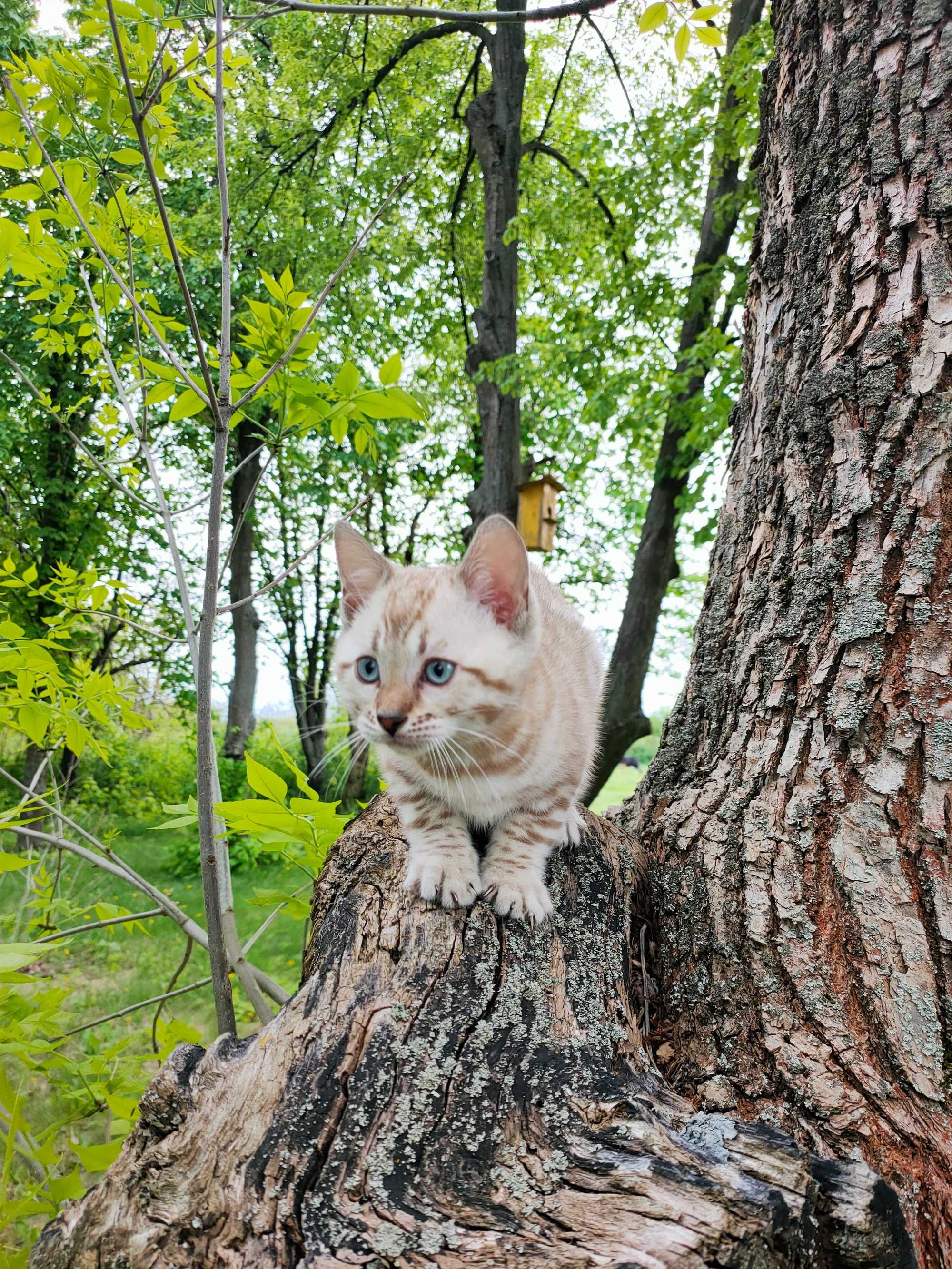 Бенгальські котенята