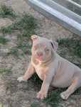 American bully lilac suczka