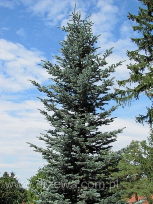 Jodła Arizońska (Abies Lasiocarpa), wysokość 30-50cm, donica 5l