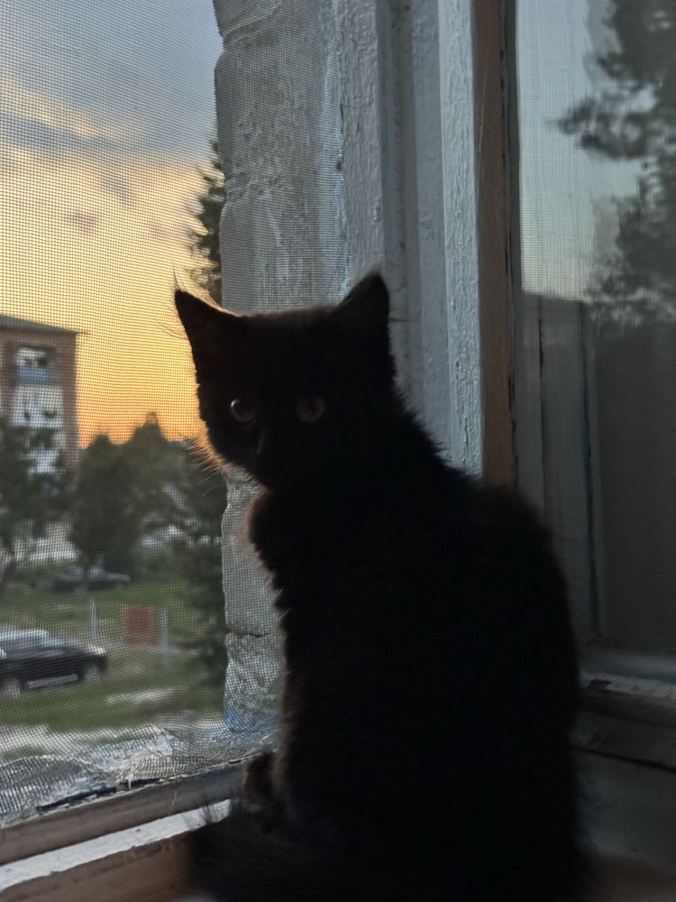 Активний котик в пошуках родини