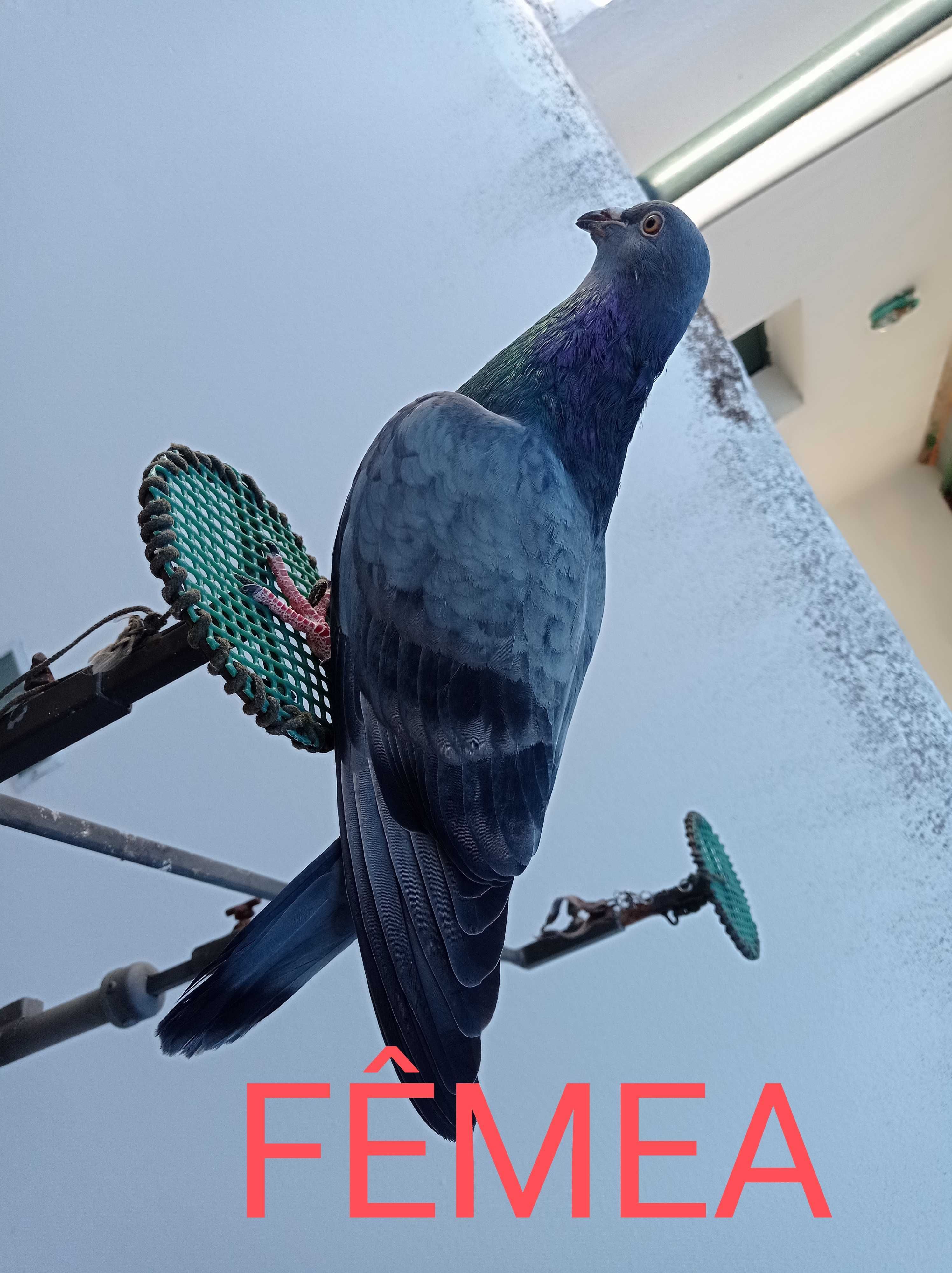 Pombos picas  sexados