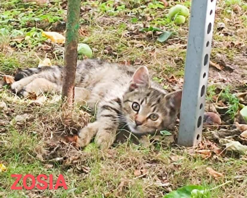 Z działek prosto do SERCA - potrzebna pilna adopcja