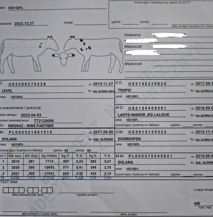 Jałówki hodowlane cielne