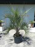 Palma Butia Capitata wys 220cm Egzotyczna Palma