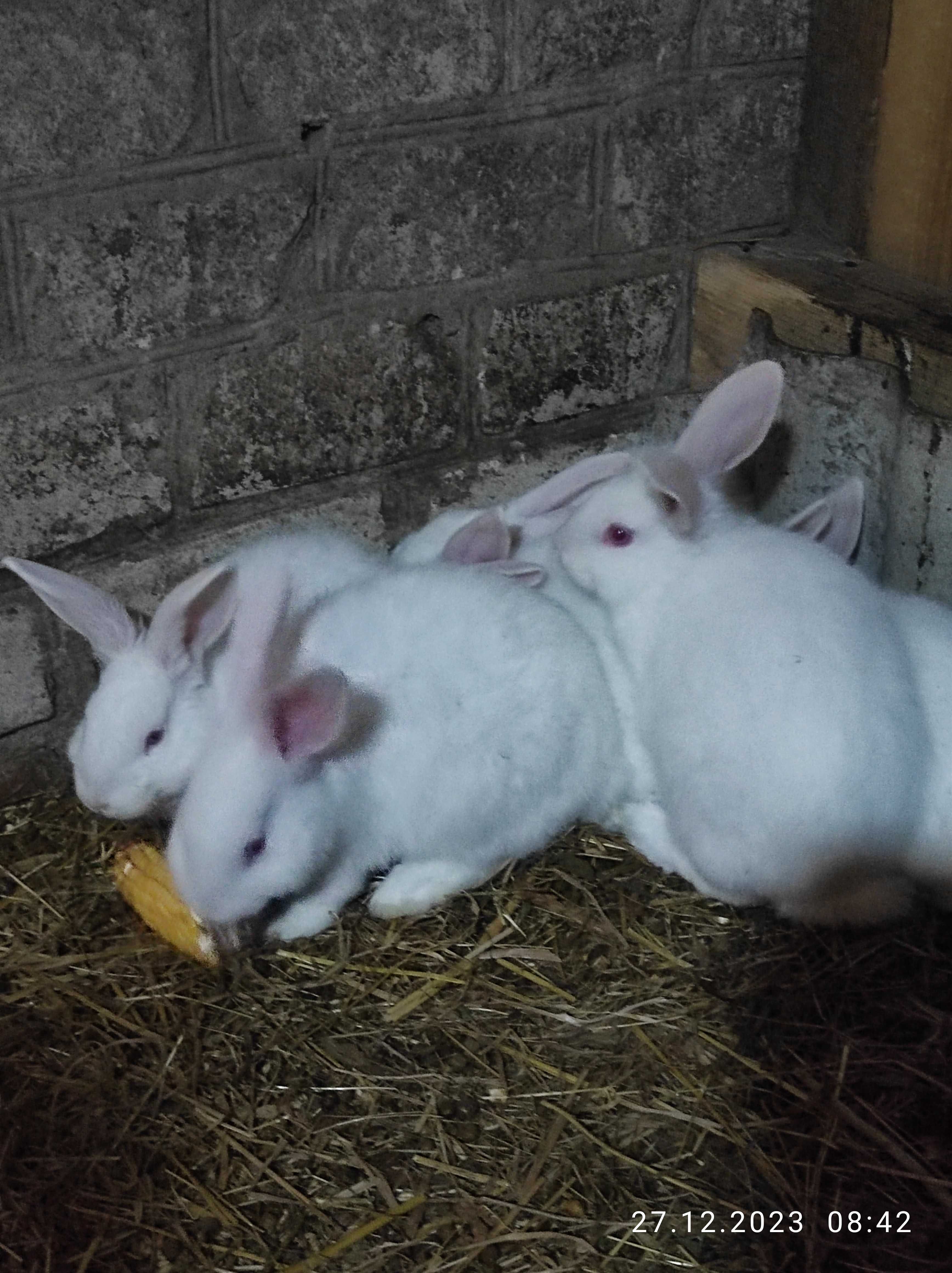 Кролі породи Термонська біла.