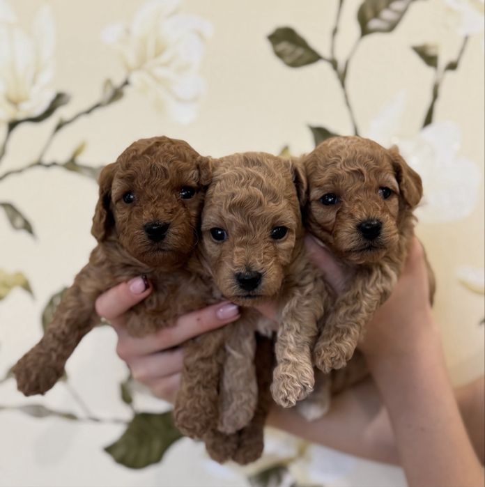 Мальтипу, мальтипу ф2, мальтипу F2, щенята мальтипу