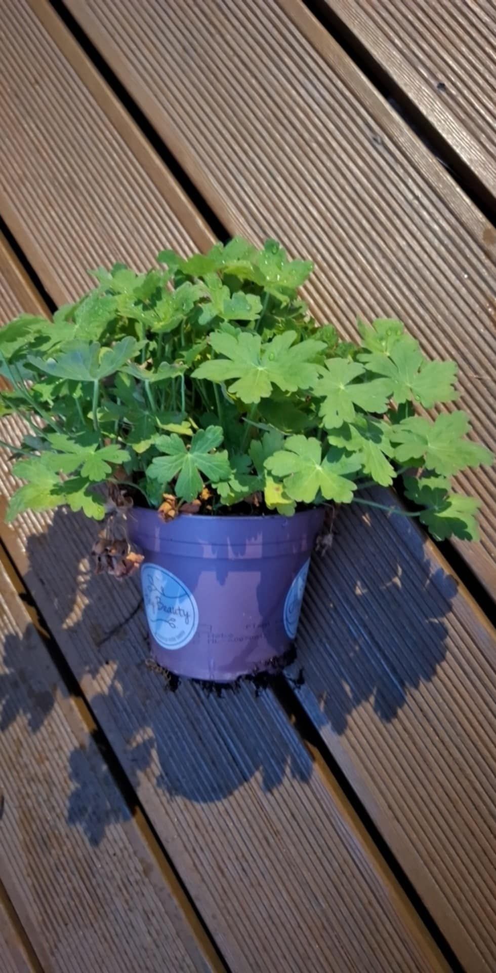 Geranium Bodziszek Kępa w doniczce
