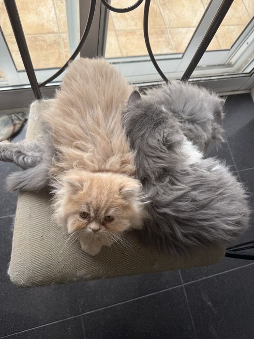 Gatinho persa muito docil