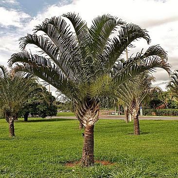 Marcante palmeira triangular Dypsis decaryi