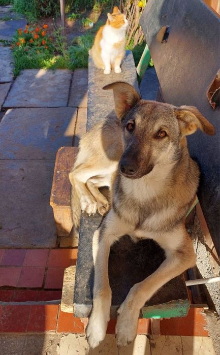 Цуценята в добрі руки