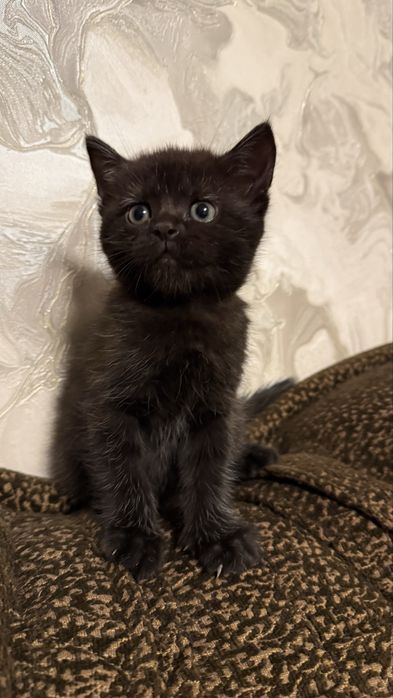 Віддам у добрі руки