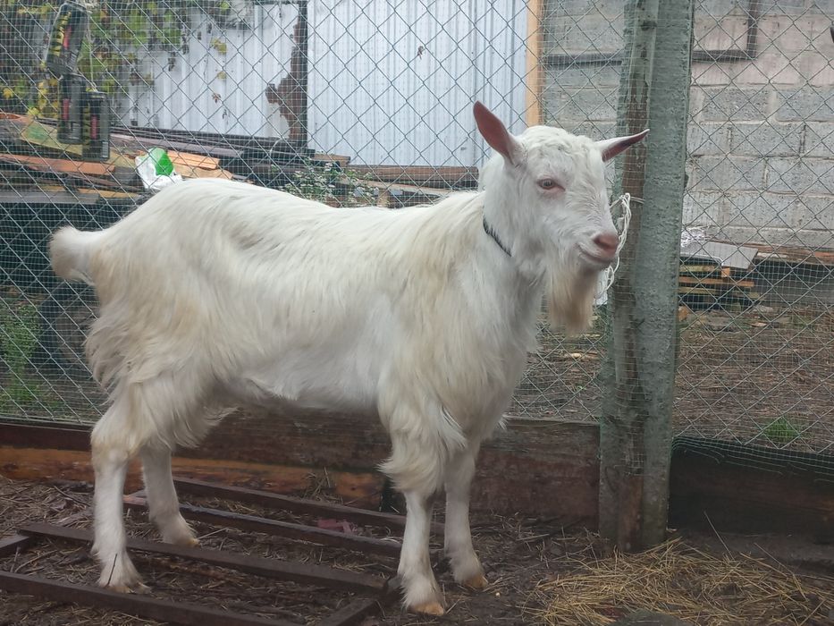 Козел на паровку, або продаж на племя