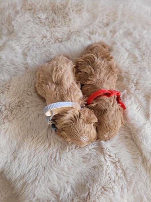 Uroczy MINI szczeniak maltipoo maltanczyk pudel toy