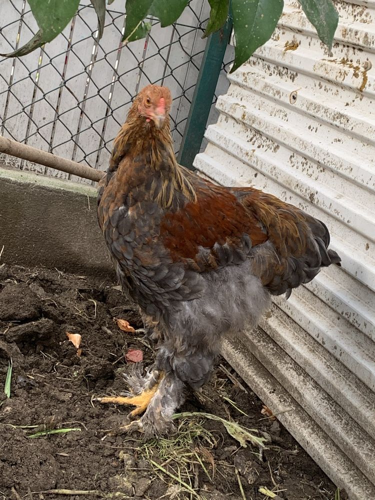 Ovos de Aves Ornamentais de galinhas  Brahmas várias mutações
