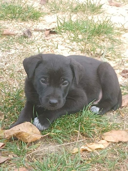 Віддам собачок в добрі рукі