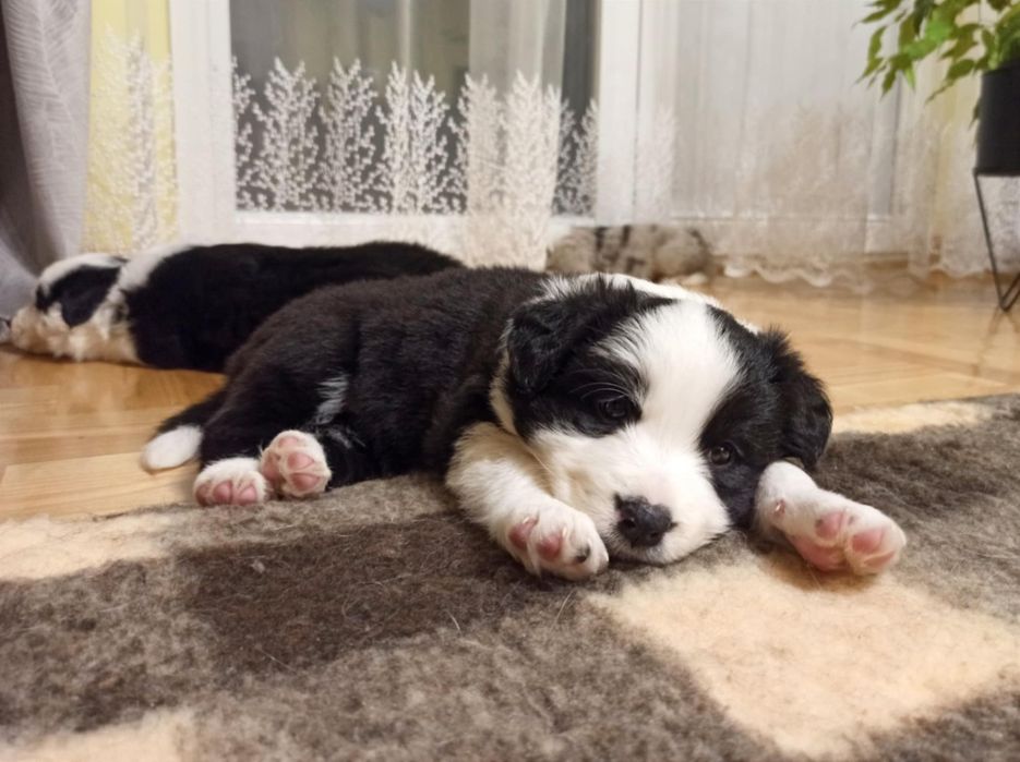 Szczenię Border Collie suczka ZKwP
