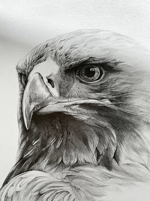Рисунок олівцем, "Орел"