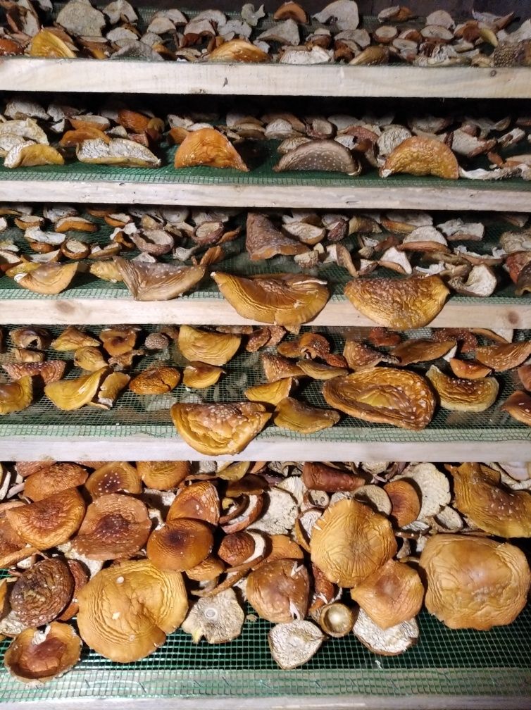 Продам мікс грибів польськи та зеленушки