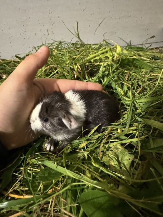 Świnki morskie Kawia