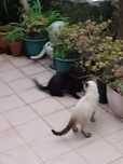 Gatinhos para uma Adoção Responsável
