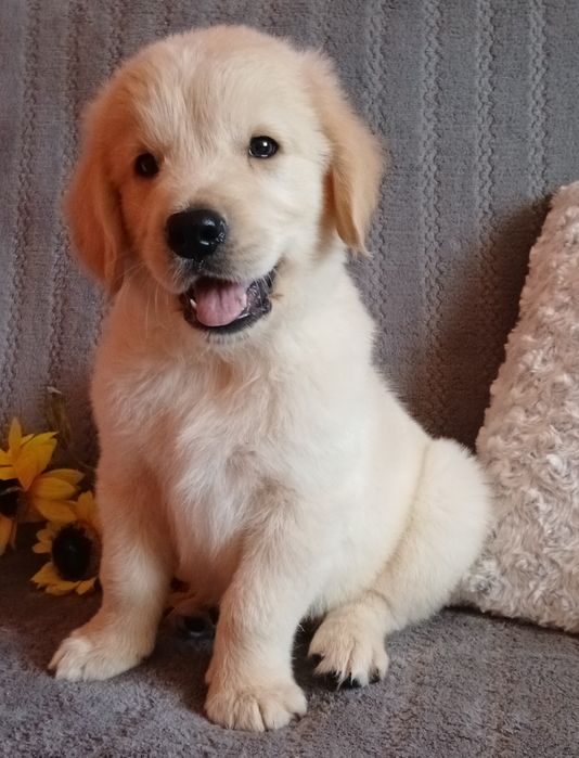 Golden Retriever szczenię z rodowodem