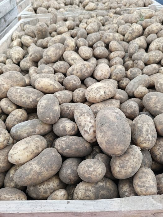 Ziemniaki Catania Otolia Jurek