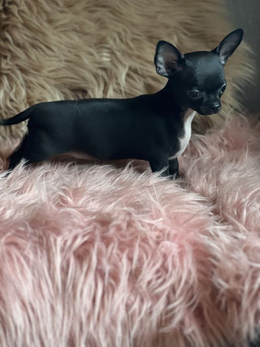 Chihuahua śliczna suczka