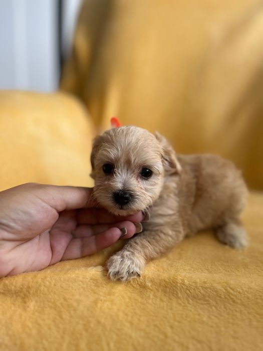 Maltipoo - hybryda maltańczyk i pudel toy