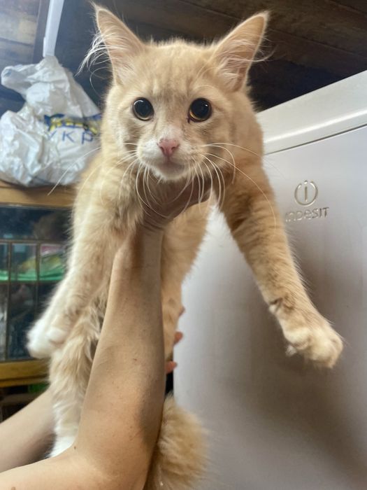 Кот котенок подросток рыжий персиковый с белым