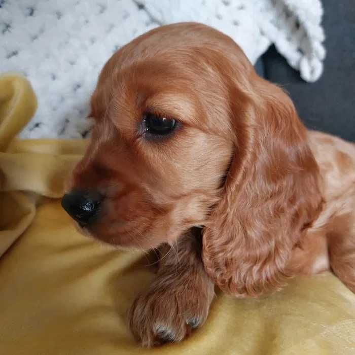 Cocker Inglês dourado