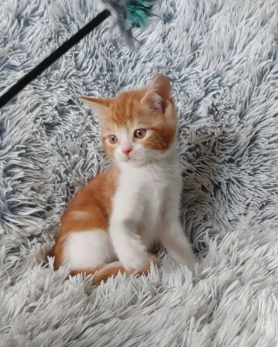 Огненно-рыжий) Мальчишка-позитивчик Шотландской породы в окрасе d2203