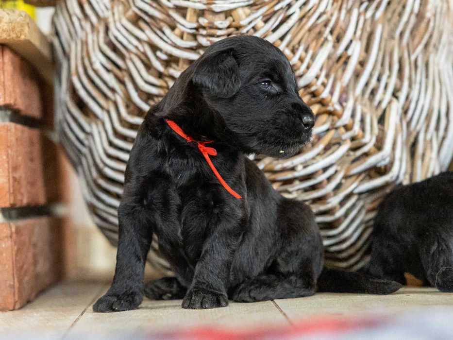 Owczarek Francuski Briard z Najlepszej Polskiej Hodowli Klubu 2025