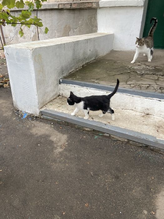 Котенок , девочка , бесплатно