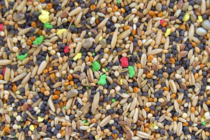 Kanarek uniwersalny mieszanka do woliery gołąbek diamentowy zeberka pa