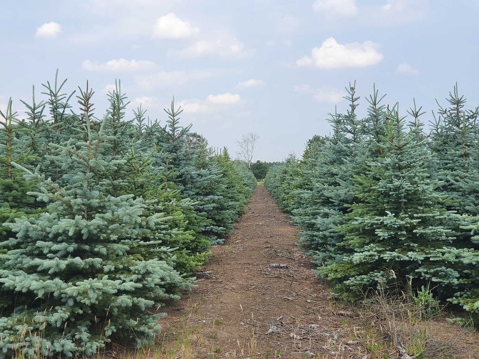 Świerk kłujący cięty 175-250 cm/ w donicy 60-180 cm/ TuChoinki.pl