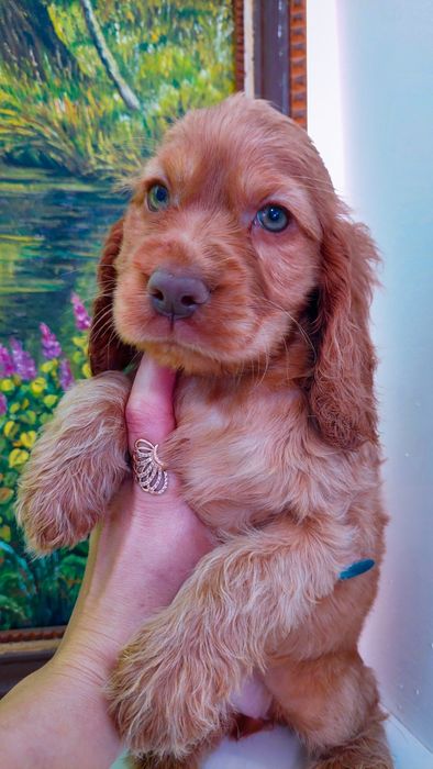 Англійський кокер спаніель